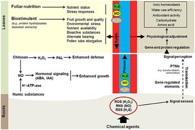 Foliar Nutrition, Biostimulants and Prime-Like Dynamics in Fruit Tree Physiology: New Insights on an Old Topic